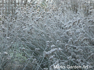 Frosty-Garden_07.JPG