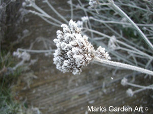Frosty-Garden_08.JPG
