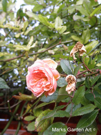 Rose-pruning_06.JPG