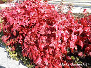 Plants-in-Winter_05.JPG