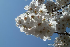 Cherry-Blossom_2012_01.JPG