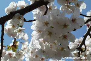 Cherry-Blossom_2012_02.JPG