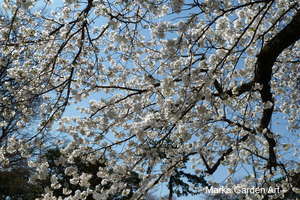 Cherry-Blossom_2012_04.JPG