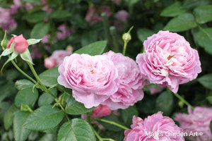 Rosa-ForYourHome_SeibuDome2012_03.JPG