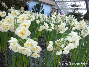 Bulbs_07_Narcissus_spp_01.JPG