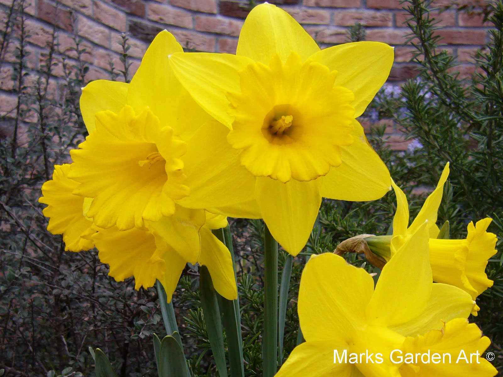 魅力的な植物達 球根スイセン (Narcissus) - Blog| マークス ガーデン アート by ブリティッシュ クリエイティブ デザイン